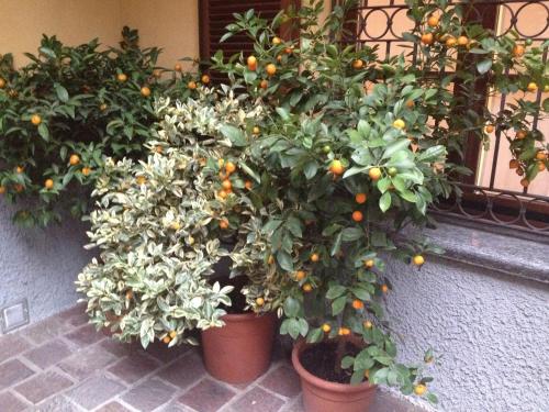 a group of orange trees in pots next to a window at Antica Trattoria dell'Uva in Monza