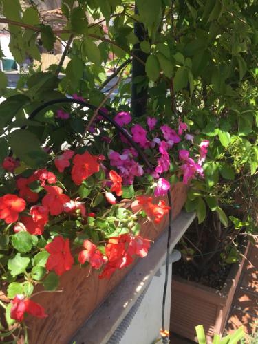 Κήπος έξω από το B&B La Terrazza Napoli