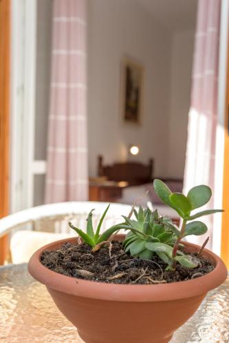 a plant in a pot sitting on a table at Historic center Hvar town- a few steps from the main square in Hvar