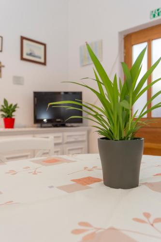a potted plant sitting on top of a table at Historic center Hvar town- a few steps from the main square in Hvar