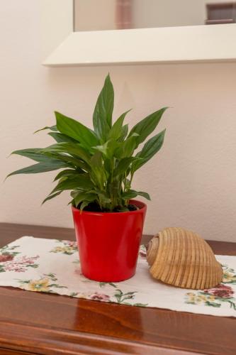 a plant in a red pot sitting on a table at Historic center Hvar town- a few steps from the main square in Hvar