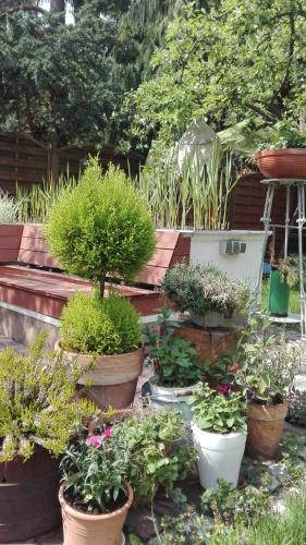 a bunch of potted plants in pots in a garden at Brzoza i Świerk z widokiem na góry in Jelenia Góra