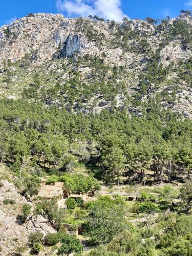 a rocky mountain with trees and bushes on it at Finca Ses Fontanelles in Andratx
