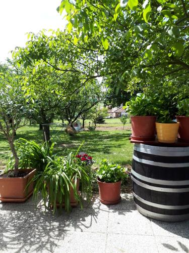Κήπος έξω από το Fehér Rózsa Apartman