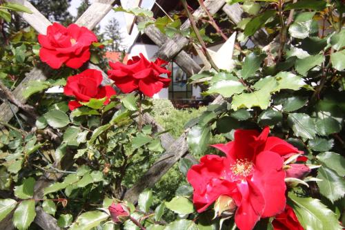 a group of red flowers on a bush at Wessely Appartements am Golfplatz in Innsbruck