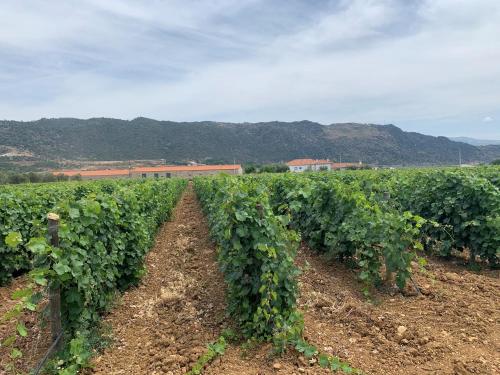 a row of vines in a field with mountains in the background at Quinta Sta Luzia Carrascal in Vila Flor