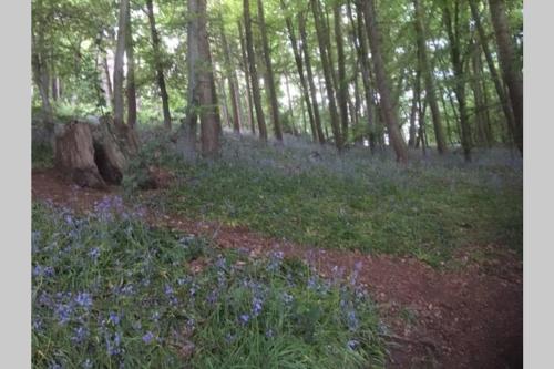 a wooded area with purple flowers and trees at Cosy and Peaceful Maisonette with Terrace, Kidderminster in Kidderminster