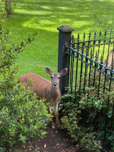 a deer is standing next to a fence at Amante Luxury Bed & Breakfast in Victoria