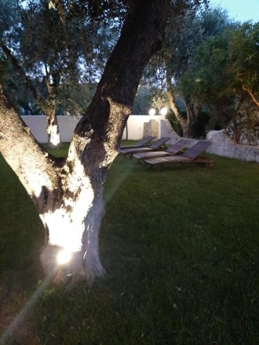 a tree in a yard with a group of lounges at Hotel Il Melograno in Mattinata