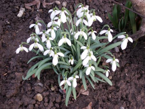 a bunch of white flowers in the dirt at Haus am Fürstenweg in Neustadt an der Weinstraße