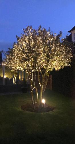 a tree decorated with lights in a yard at night at VILLA FER-GUY " Beeldige Suite met parking, nabij strand en casino" in Knokke-Heist