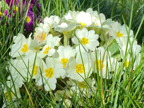 a bunch of white flowers in the grass at Alloggio turistico Luigina in Morro Reatino