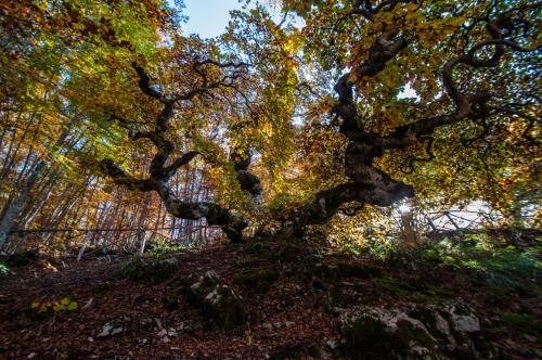 a tree in the middle of a forest at Alloggio turistico Luigina in Morro Reatino