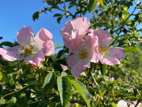 a cluster of pink flowers on a tree at Alloggio turistico Luigina in Morro Reatino