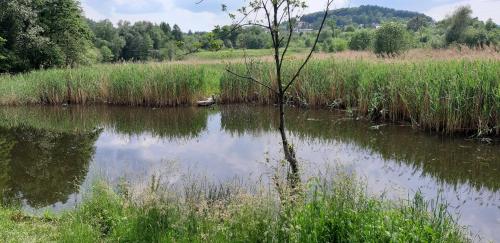 a reflection of a tree in a body of water at OSADA POD LASEM in Andrychów