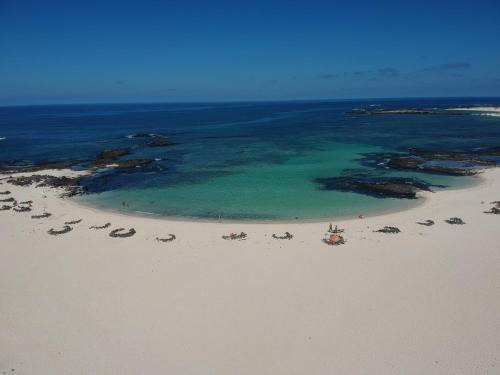 an aerial view of a beach with a group of animals at Marfolín 10 in El Cotillo