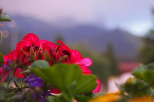a group of red flowers with a mountain in the background at Haus Bergwelt in Grän