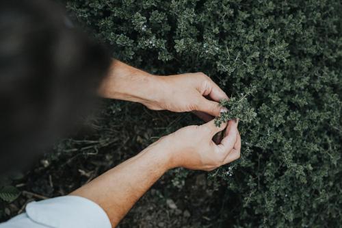 a person picking up flowers from a bush at Hotel Silberfux in Sankt Veit im Pongau