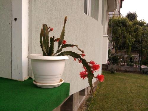 Κήπος έξω από το Aleks Guest House