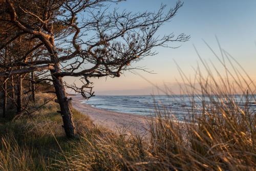 a beach with a tree and the ocean at Agroturystyka Gawryś pokoje in Sasino