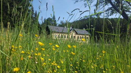 a field of yellow flowers in front of a house at RS BERNOV Zátiší in Nejdek