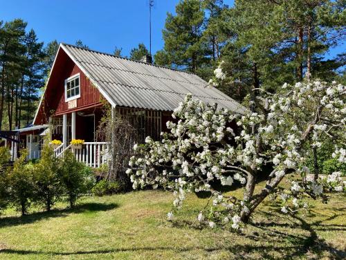 a red barn with a flowering tree in front of it at Nõva Madise Guesthouse in Rannaküla