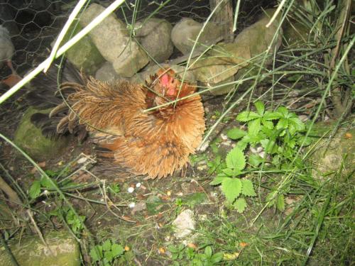 Binatang di penginapan di ladang atau berdekatan
