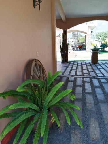 a green plant sitting next to a building at Hotel Ojo de Agua in Ciudad Hidalgo