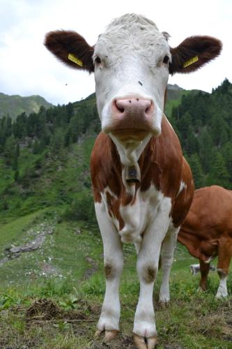 a brown and white cow standing in a field at Zachhof in Ellbögen