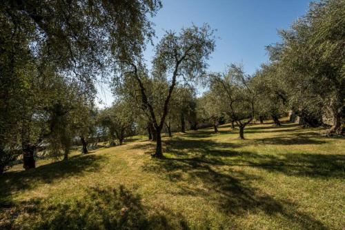 a group of trees in a field of grass at Uliveto - Apartment in olive grove directly on the lake in Gargnano