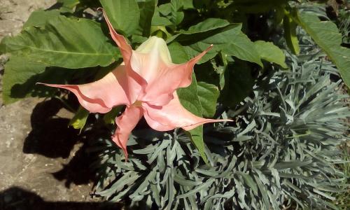 a close up of a flower on a plant at La Vatura in Gialova