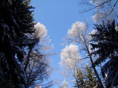 two tall trees with snow on their branches at Penzion "Apartmány U Semušky" in Pernink