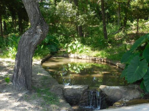 a pond in a park with a tree next to it at Dogwood Springs Lodgings in Mineola