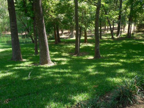 a green park with trees and green grass at Dogwood Springs Lodgings in Mineola