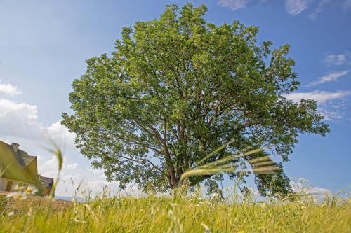 a tree sitting in the middle of a field at Domki Sówka in Dursztyn