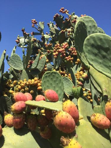 a close up of a cactus with lots of fruits at Masseria Vico in Villaggio Resta