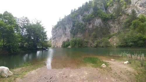 a dog standing next to a river next to a mountain at Vikendica RANKOVIĆI in Mokra Gora