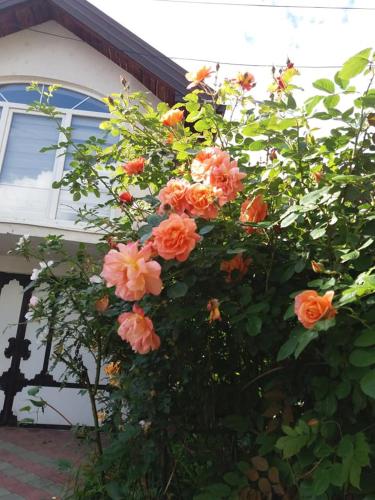a bush of flowers in front of a house at Art apartman in Kakanj