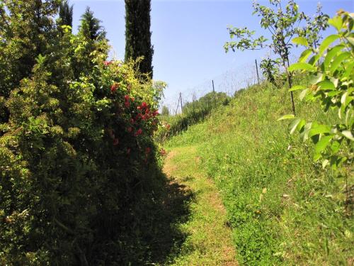 a dirt trail with bushes and flowers on a hill at La Pietra Rara B&B in Montone