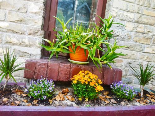 a garden with flowers and plants in front of a window at Vila Retezat Sinaia in Sinaia