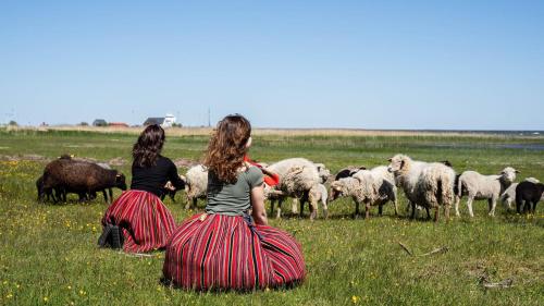 two women sitting in a field with a herd of sheep at Kihnu Külalistemaja in Lemsi