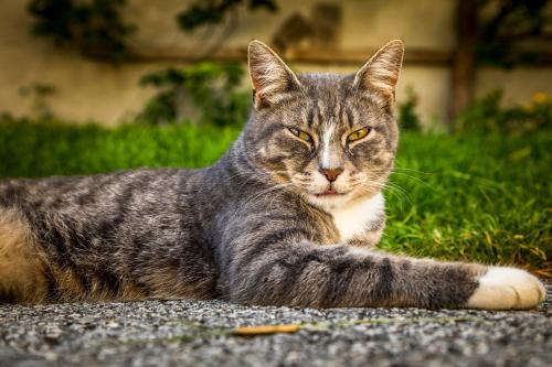 a gray and white cat laying in the grass at Bio-Bauernhof Obertrattenbachhof in Neukirchen am Großvenediger