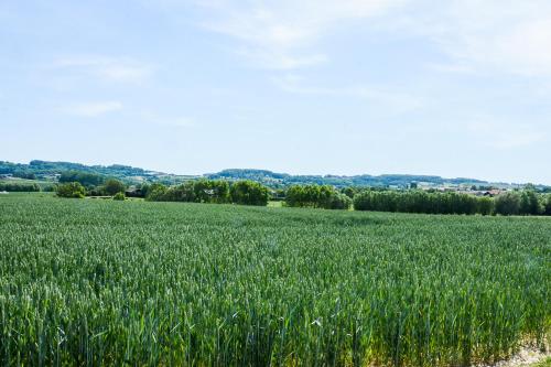 a field of green grass with trees in the background at Chalet Den Keibilk in Heuvelland