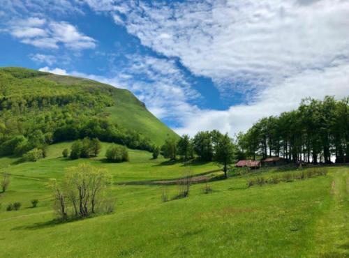 a green field with trees and a hill at Katun Lanista-Kolibe Bogavac in Mojkovac