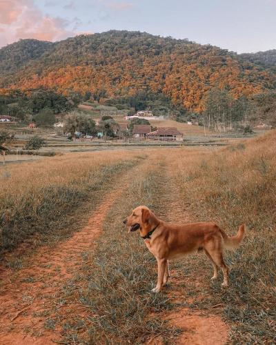 a brown dog standing in the middle of a dirt road at Recanto do Vale in Pomerode