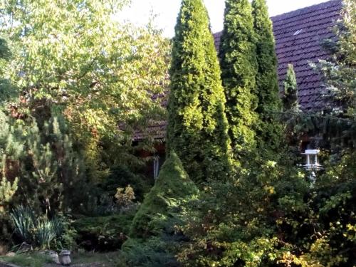 a group of trees in front of a house at Hotel Leppiner Hof - B&B FRÜHSTÜCKSPENSION in Arendsee