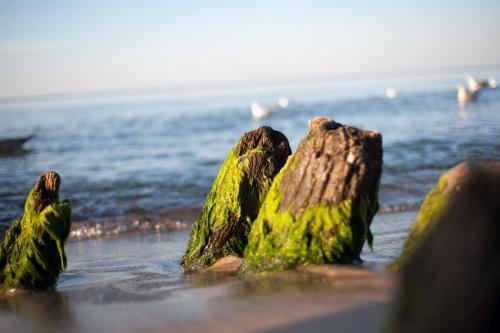 a group of rocks covered in algae on the beach at Hotel Jantar Wellness & Spa in Ustka
