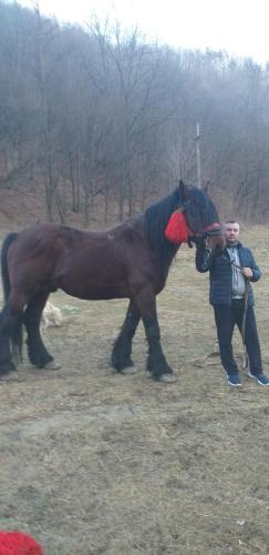 a man standing next to a horse in a field at Casa Olanescu in Băile Olăneşti