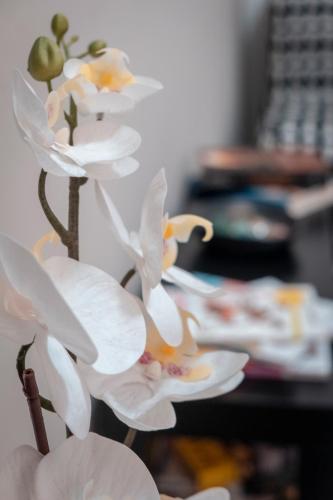 a group of white flowers on a table at Civico 8 B&B - Appartamento in Parma