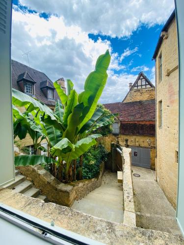 a window view of a courtyard with a banana tree at Sarlat.Catalina in Sarlat-la-Canéda